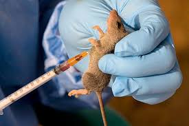LASSA FEVER KILLS 150 IN NIGERIA NCDC