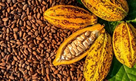 COCOA OVERTAKES CRUDE OIL AS NIGERIA'S MAJOR EXPORT TO BELGIUM IN 2024